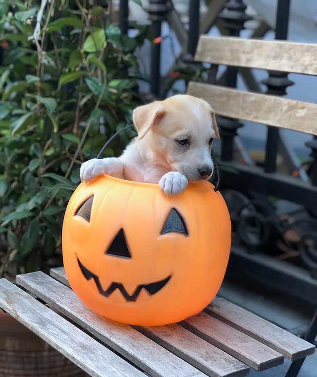 Pups Without Borders pup in jack o lantern