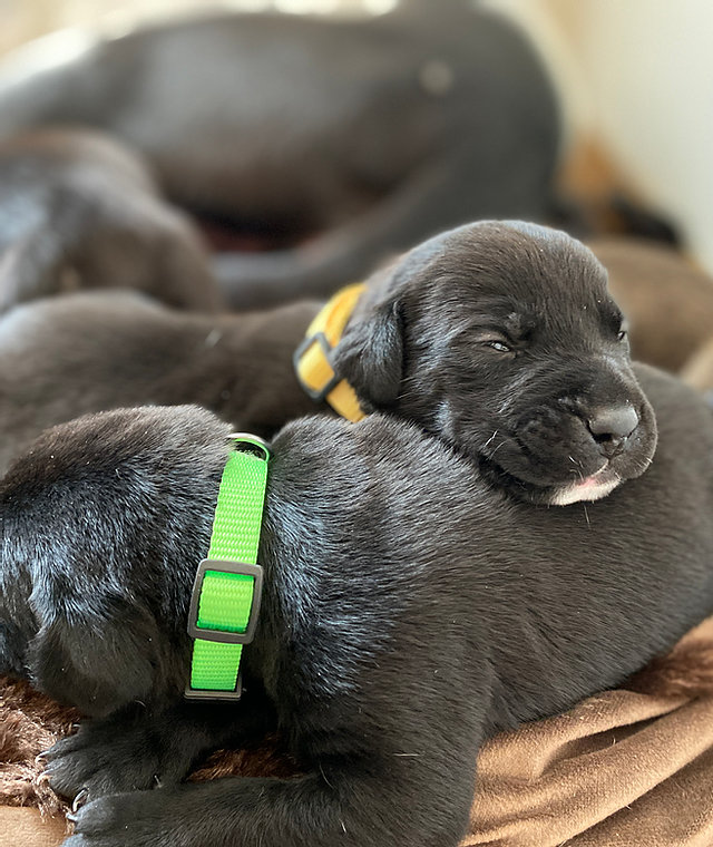 Pups Without Borders bundle of puppies
